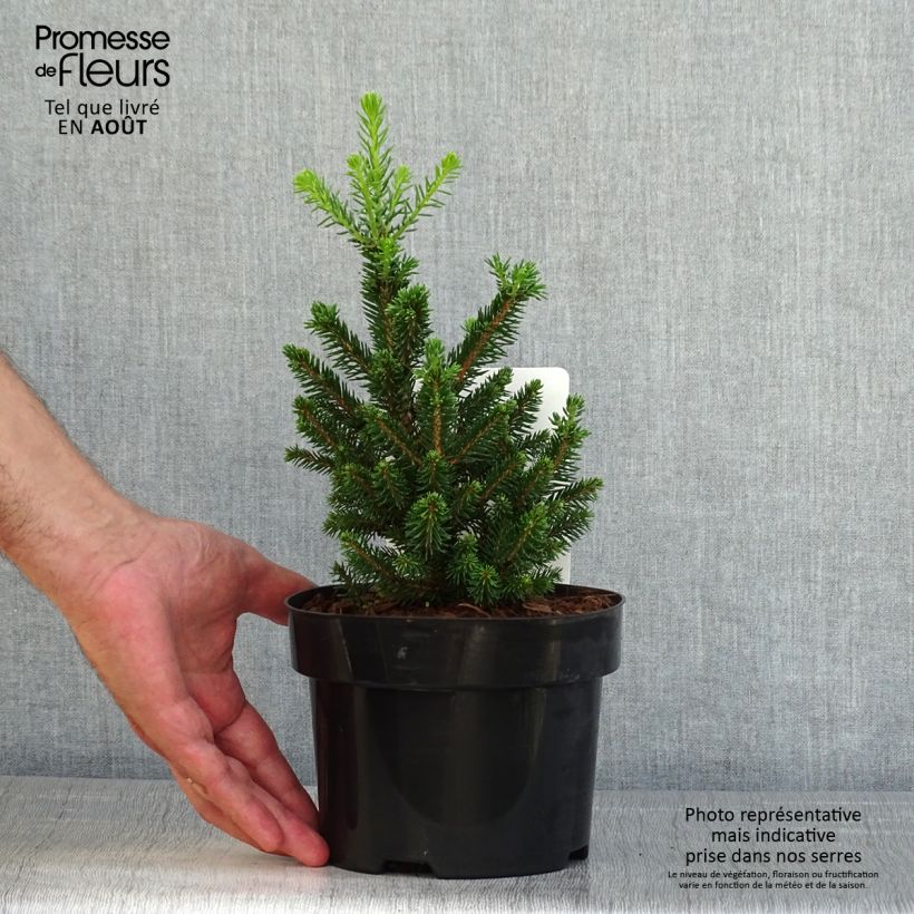 Picea abies Will's Zwerg 2L/3L pot sample as delivered in summer