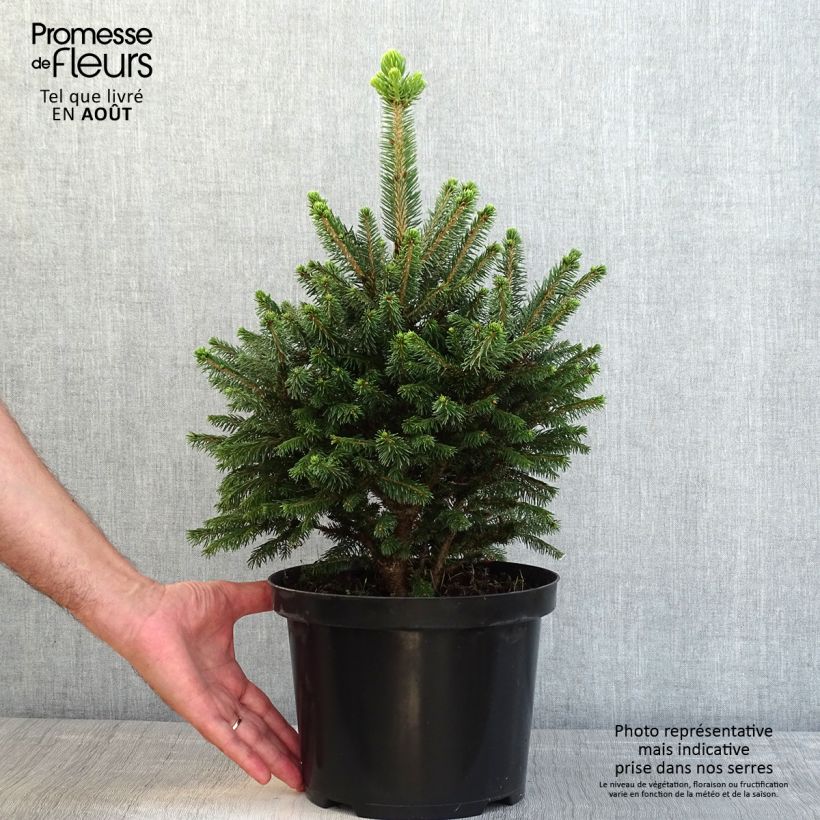 Picea abies Will's Zwerg 7.5L/10L pot sample as delivered in summer