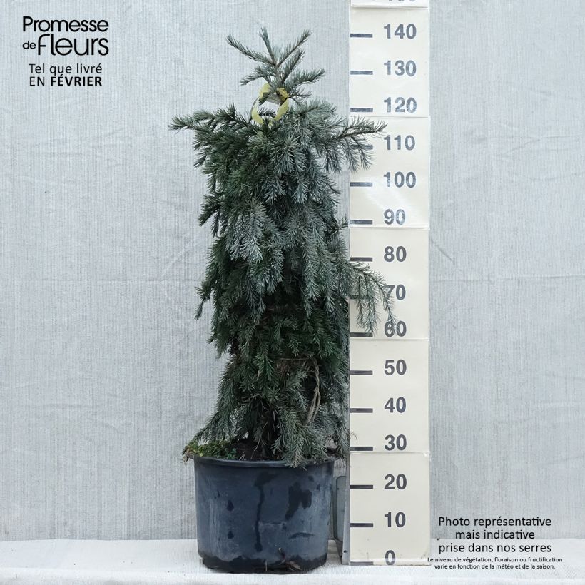 Picea breweriana - Brewer's Spruce 3L/4L pot sample as delivered in winter