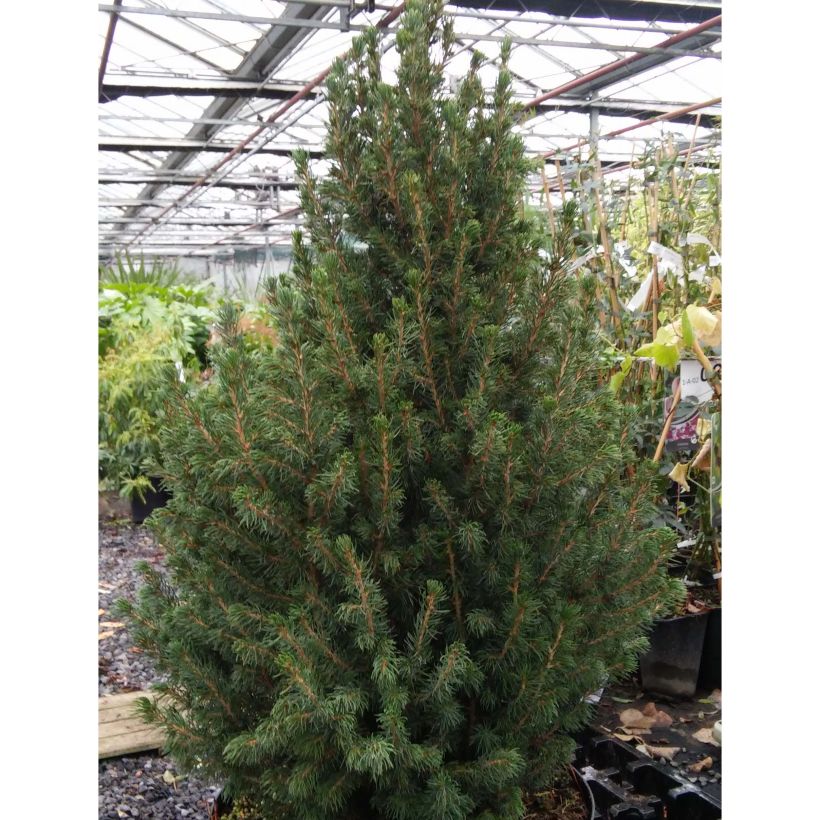 Picea glauca December - White Spruce (Plant habit)