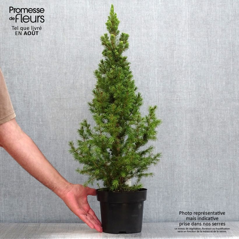 Picea glauca December - White Spruce 3L/4L pot sample as delivered in summer