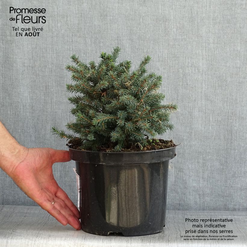Picea glauca Echiniformis Echt - White Spruce 4L/5L pot sample as delivered in summer
