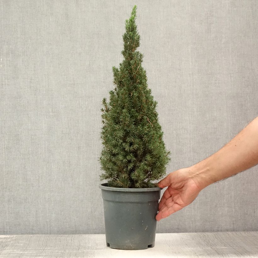 Picea glauca Laurin - White Spruce 3L/4L pot sample as delivered in summer