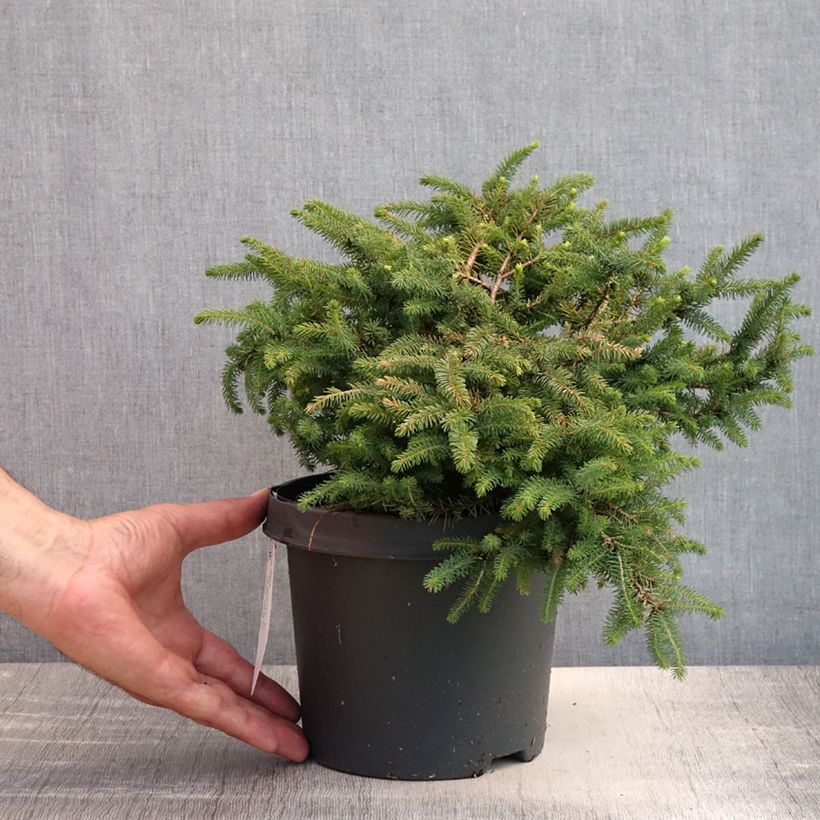 Picea mariana Nana - Black Spruce 2L/3L pot sample as delivered in summer