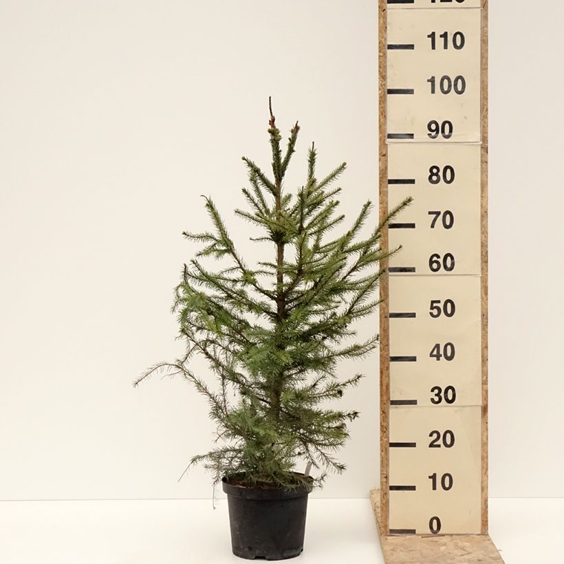 Picea omorika - Serbian Spruce 3L/4L pot sample as delivered in winter