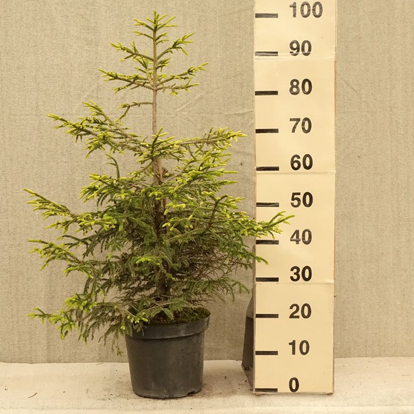 Picea orientalis Aureospicata - Caucasian Spruce 7.5L/10L pot sample as delivered in summer