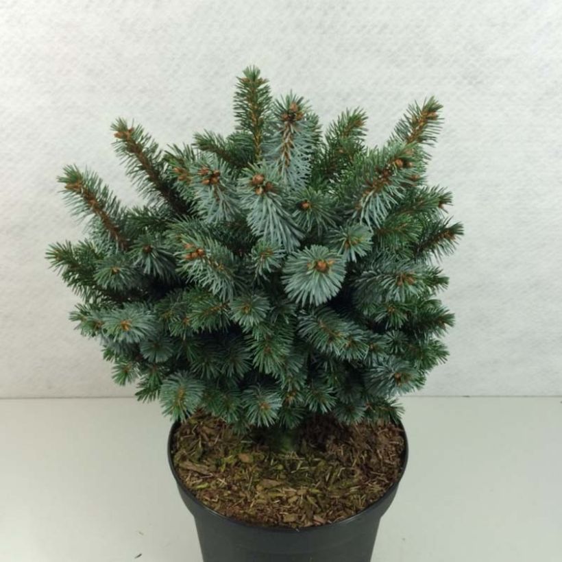 Picea sitchensis Silberzwerg - Sitka Spruce (Plant habit)
