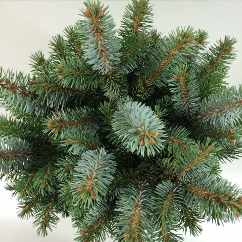 Picea sitchensis Silberzwerg - Sitka Spruce (Foliage)