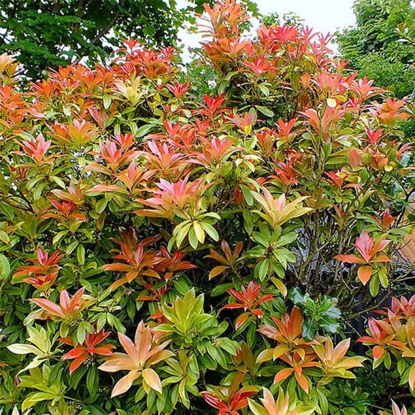 Japanese Andromeda - Pieris japonica Forest Flame (Plant habit)