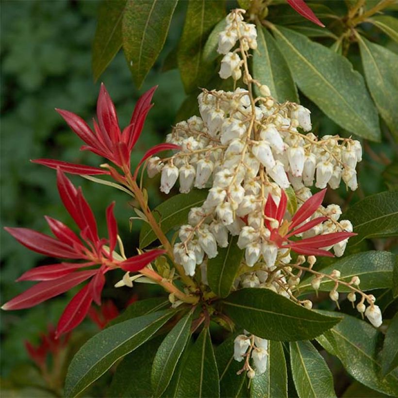 Japanese Andromeda - Pieris japonica Forest Flame (Flowering)