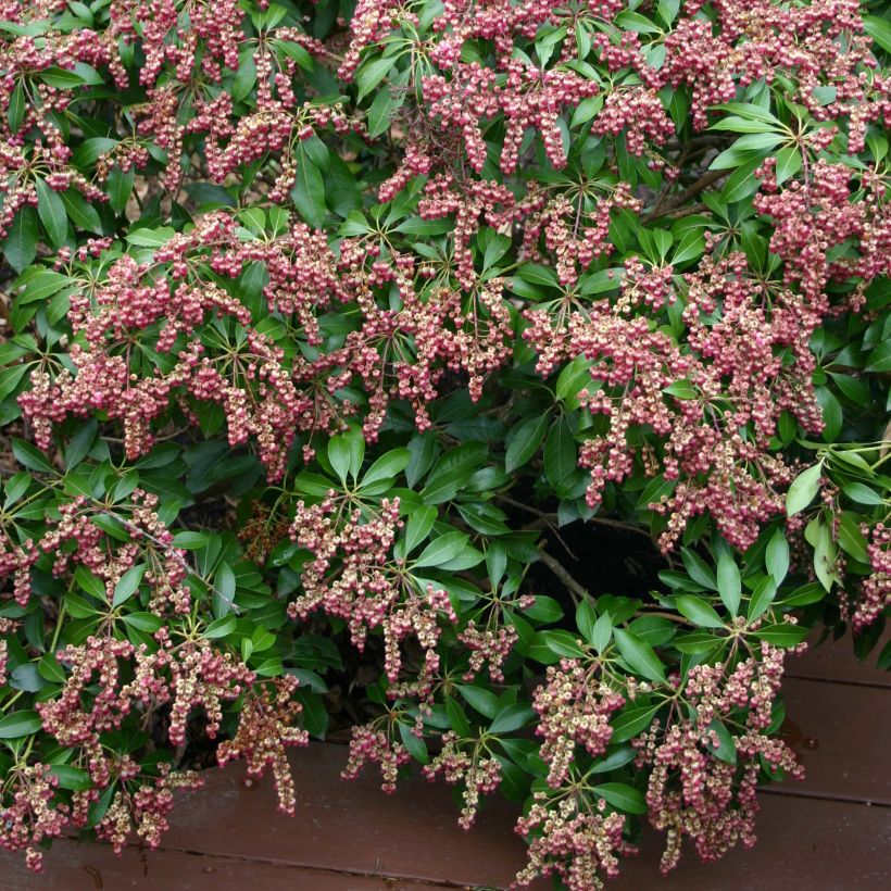 Japanese Andromeda - Pieris Japonica Valley Valentine (Flowering)