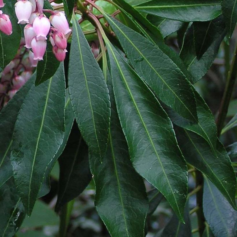 Pieris japonica Pink passion - Japanese Andromeda (Foliage)