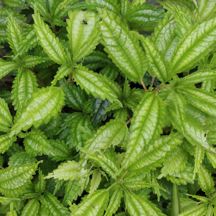 Pilea matsudai Taiwan Silver (Foliage)