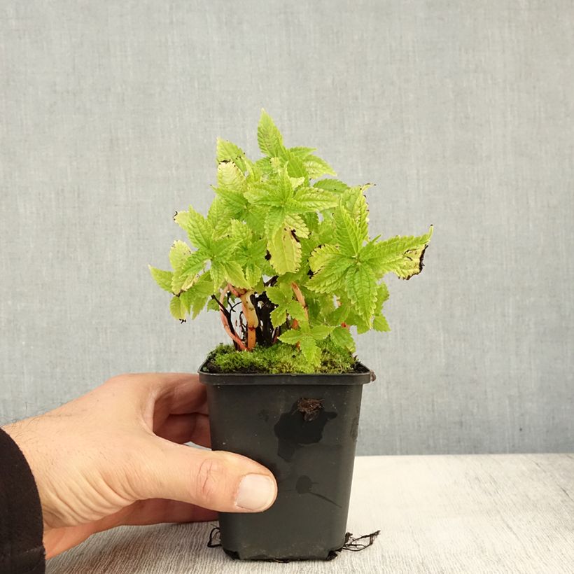 Pilea matsudai Taiwan Silver 8/9 cm pot sample as delivered in autumn
