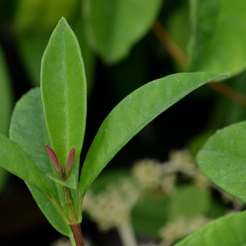 Pileostegia viburnoides (Foliage)