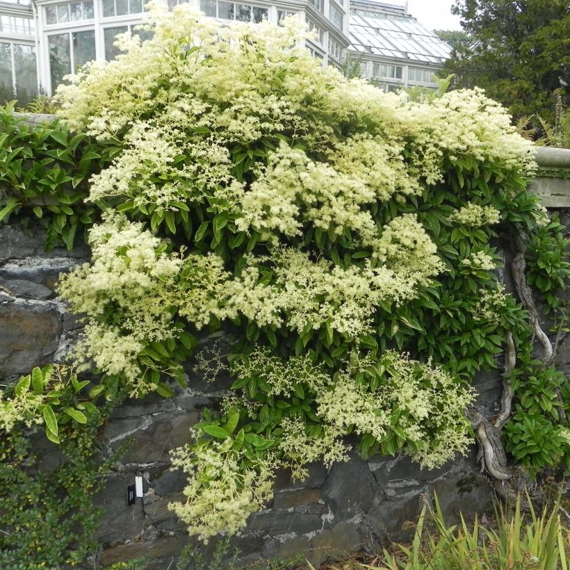 Pileostegia viburnoides (Plant habit)