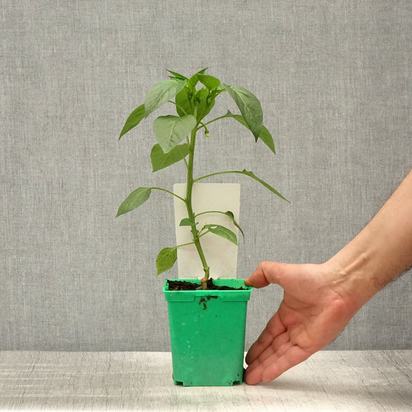 Grafted Gorria Pepper plants - Capsicum frutescens 10cm/11cm pot sample as delivered in spring
