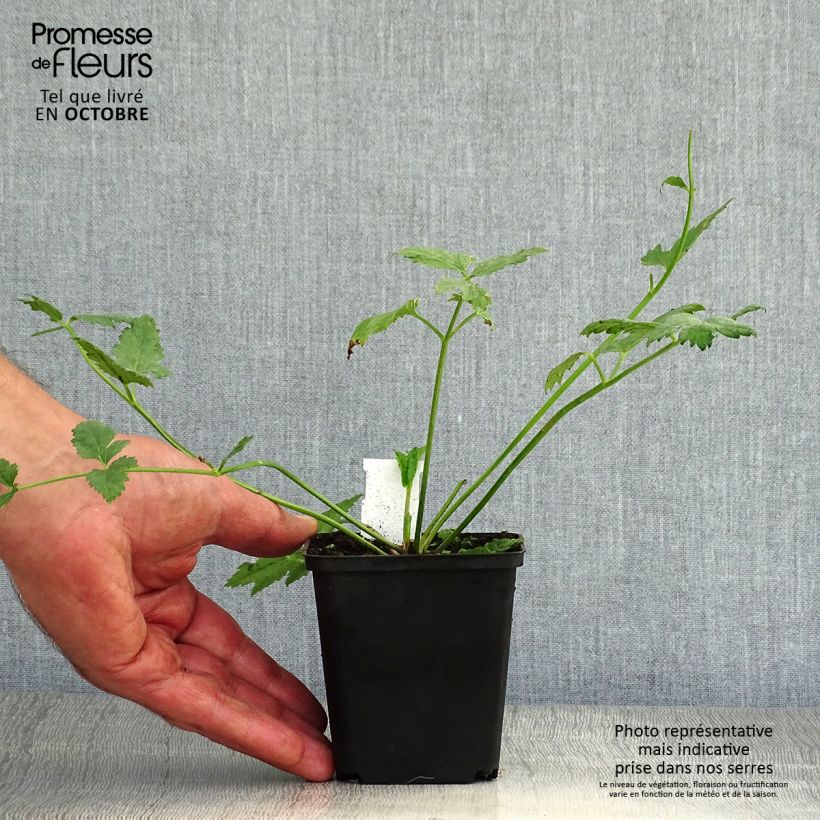 Pimpinella major Rosea 8/9 cm pot sample as delivered in autumn