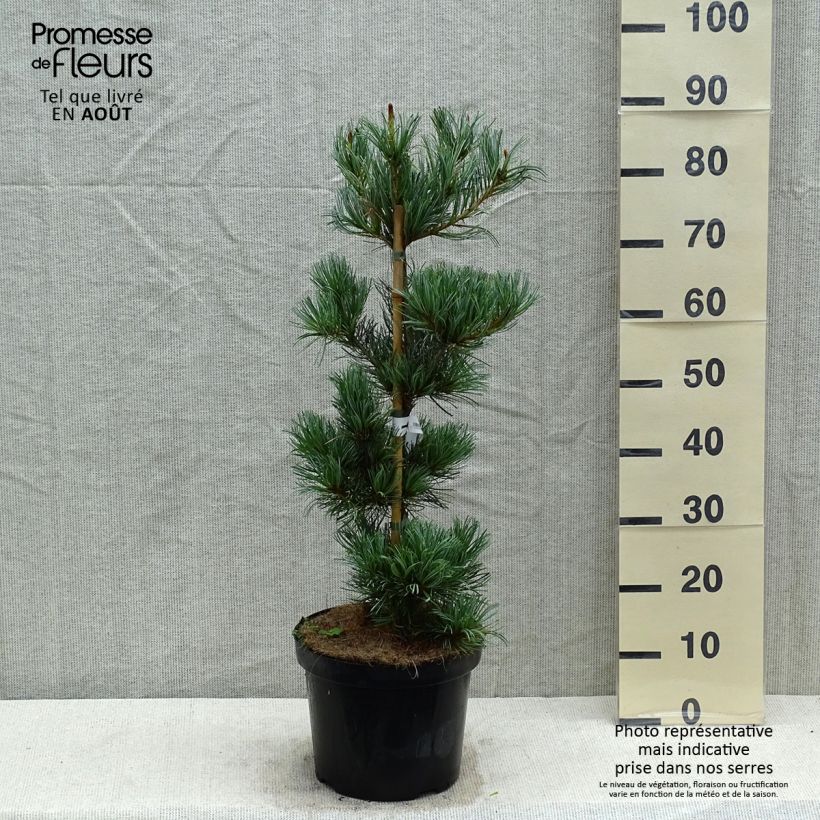 Pinus parviflora Tempelhof - Japanese White Pine 7.5L/10L pot sample as delivered in summer