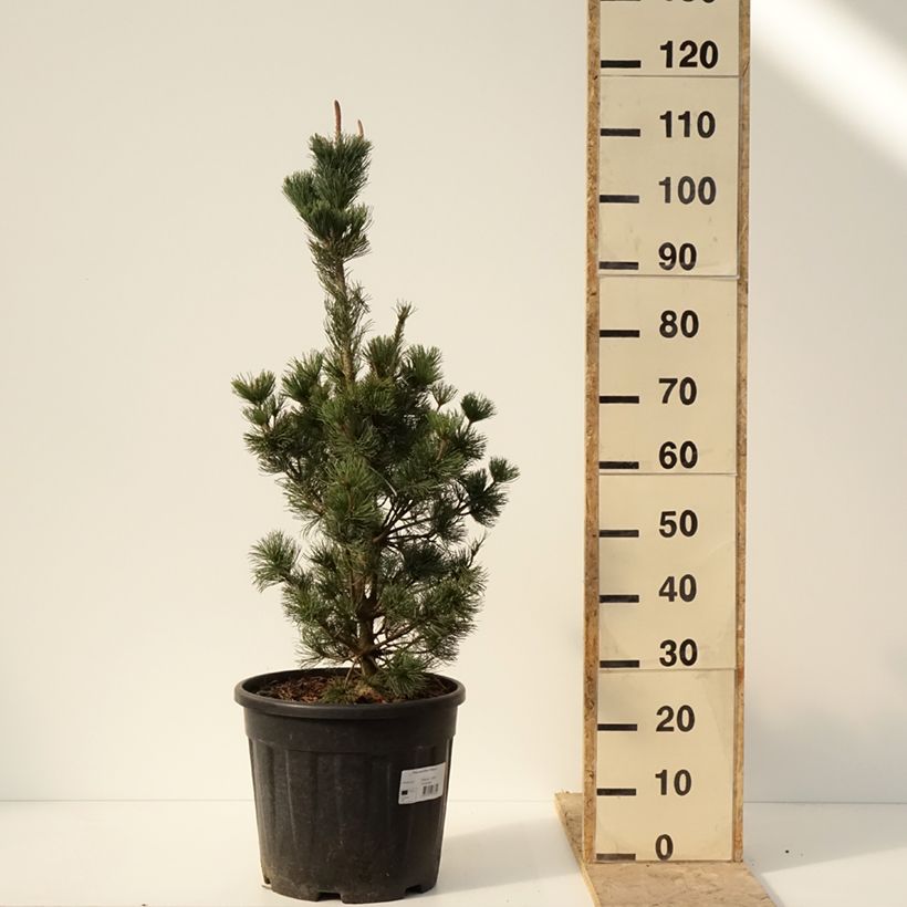 Pinus parviflora Iribune - Japanese white pine 18L/20L pot sample as delivered in winter