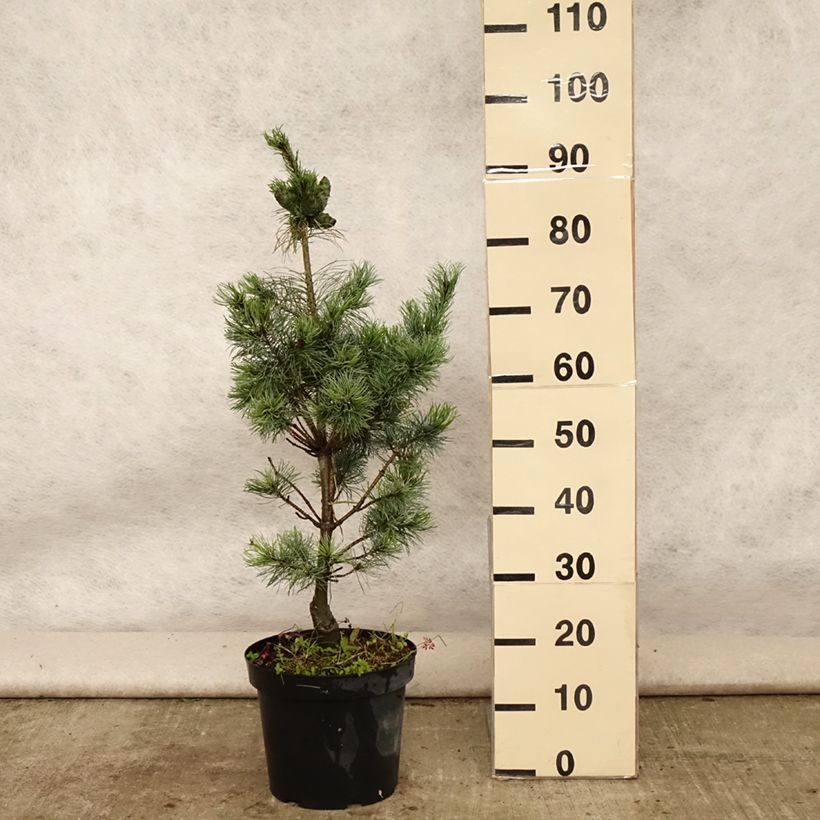 Pinus parviflora Bergman - Japanese White Pine 7.5L/10L pot sample as delivered in summer