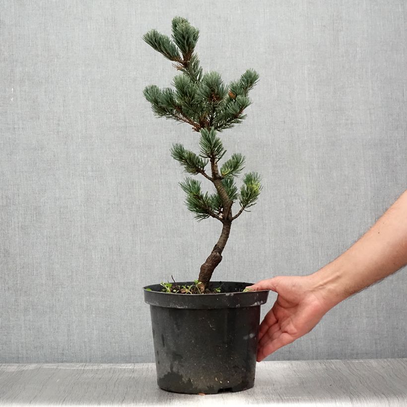 Pinus parviflora Fukai - Japanese White Pine 4L/5L pot sample as delivered in summer