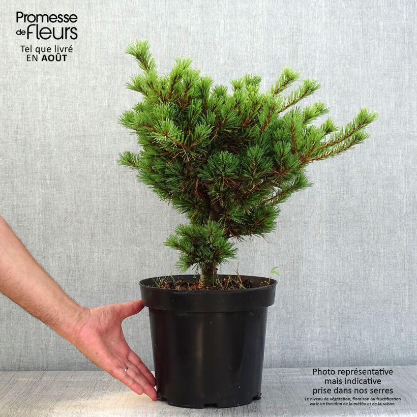 Pinus parviflora Kokuho - Japanese White Pine 7.5L/10L pot sample as delivered in summer
