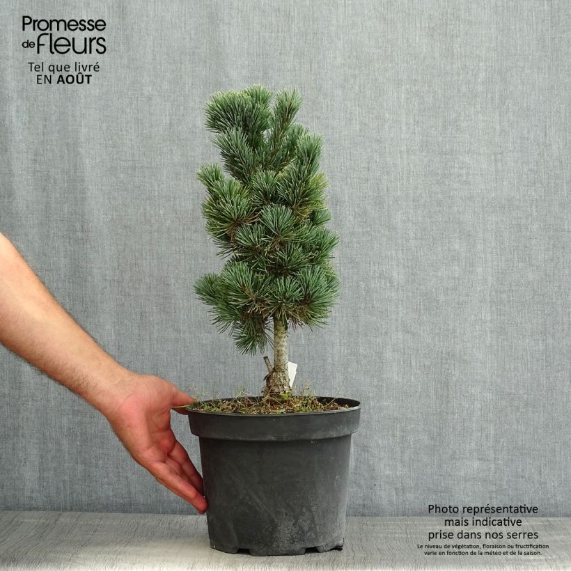 Pinus cembra Compacta Glauca - Arolla Pine 4L/5L pot sample as delivered in summer