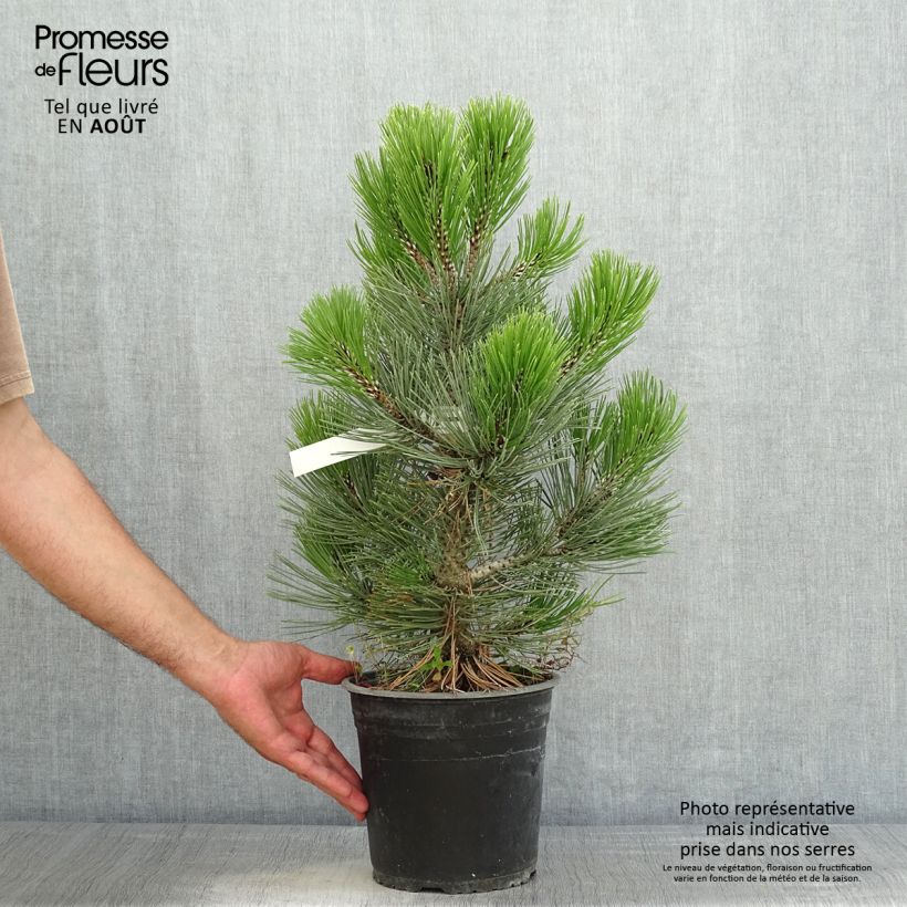 Pinus leucodermis Compact Gem 4L/5L pot sample as delivered in summer