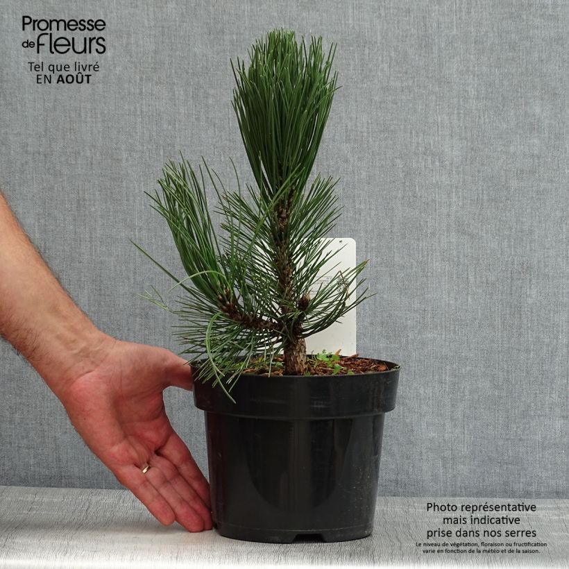 Pinus heldreichii Malinkii - Bosnian Pine 2L/3L pot sample as delivered in summer