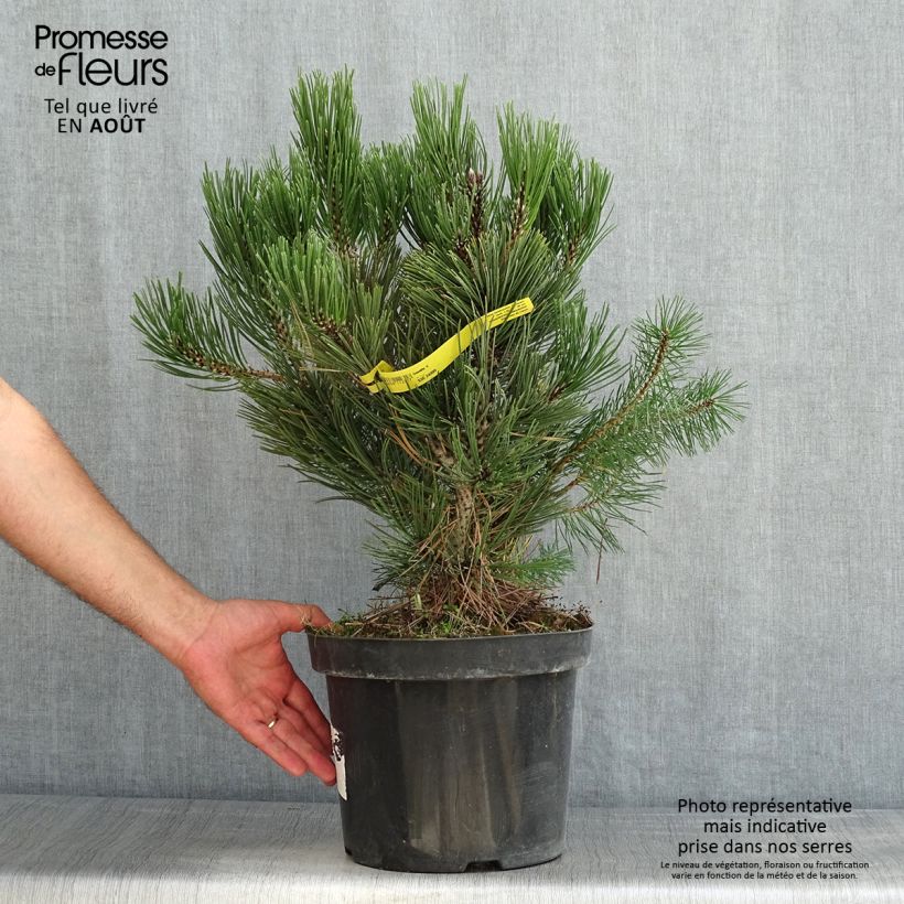 Pinus heldreichii Malinkii - Bosnian Pine 7.5L/10L pot sample as delivered in summer