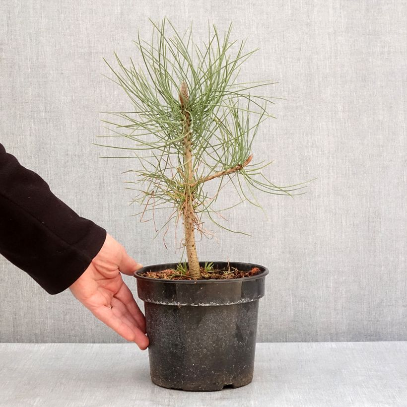 Pinus jeffreyi - Jeffrey's pine 3L/4L pot sample as delivered in winter