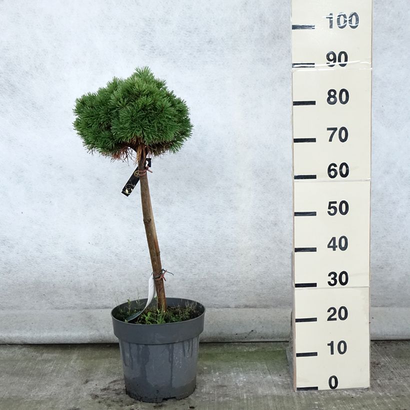 Pinus mugo Allgäu - Dwarf Mountain Pine 4L/5L pot sample as delivered in summer