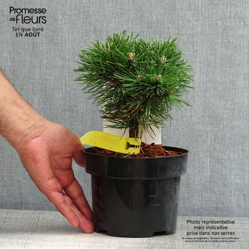 Example of Pinus mugo Benjamin - Dwarf Mountain Pine as you get in ete