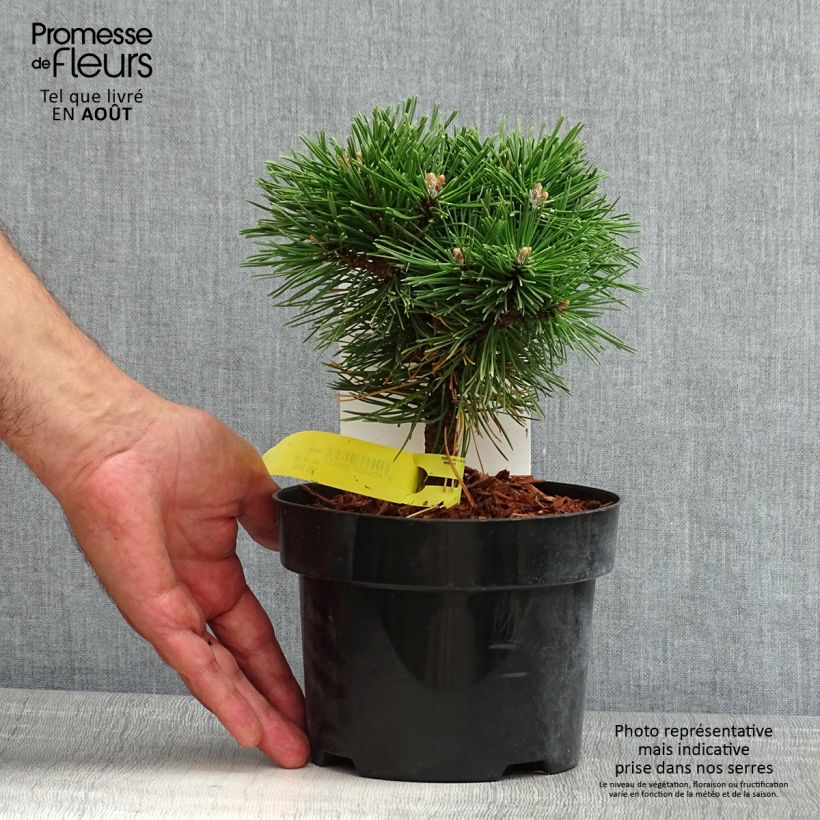 Pinus mugo Benjamin - Dwarf Mountain Pine 2L/3L pot sample as delivered in summer