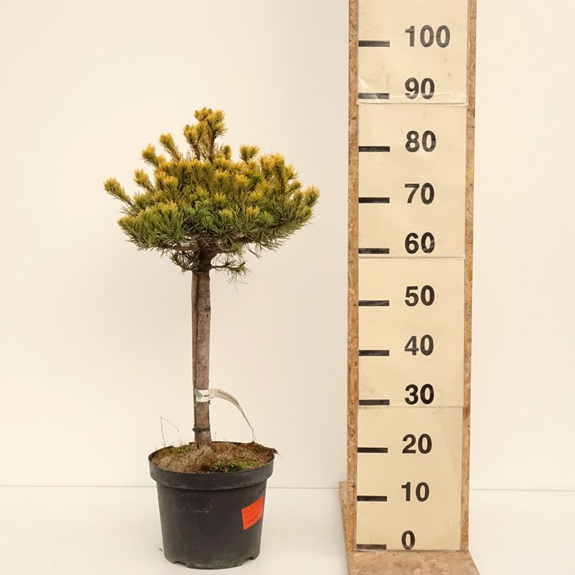Pinus mugo Carstens Wintergold - Dwarf Mountain Pine 7.5L/10L pot sample as delivered in winter