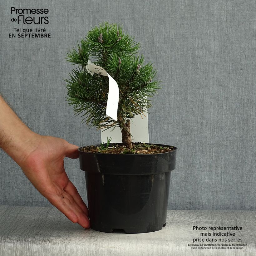 Pinus mugo Gnom - Dwarf Mountain Pine 2L/3L pot sample as delivered in summer