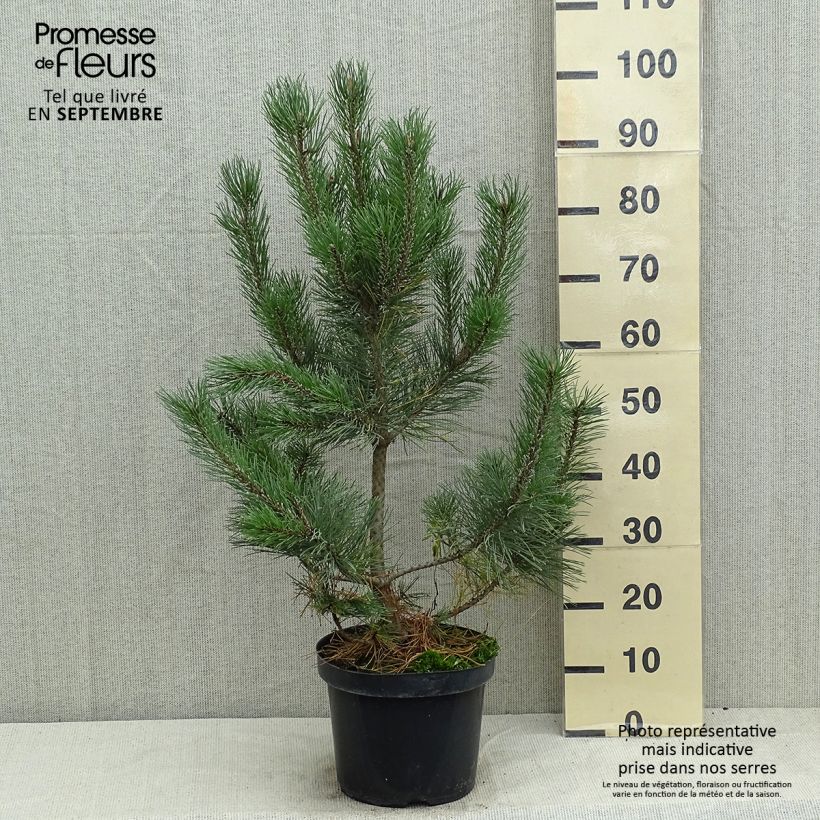 Pinus mugo Gnom - Dwarf Mountain Pine 7.5L/10L pot sample as delivered in summer