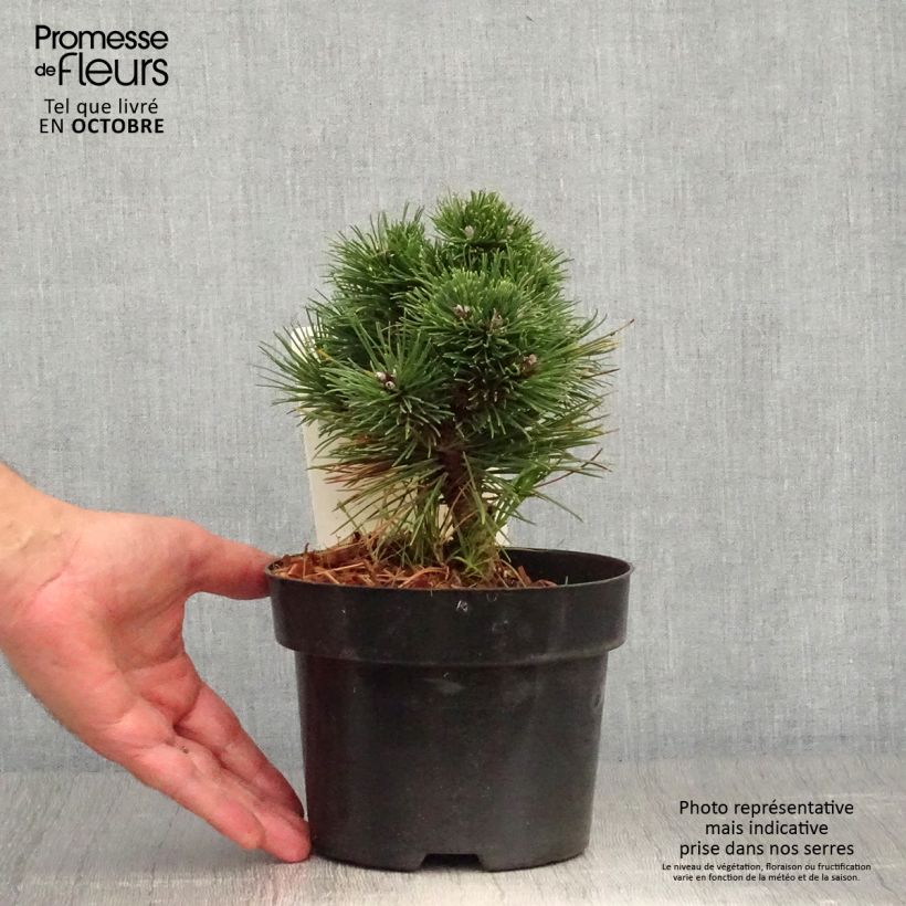 Pinus mugo Heideperle - Dwarf Mountain Pine 2L/3L pot sample as delivered in autumn