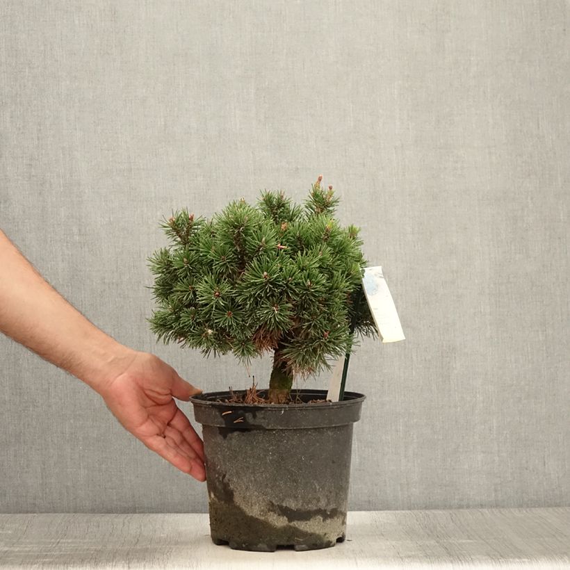 Pinus mugo Lilliput - Dwarf Mountain Pine 4L/5L pot sample as delivered in summer