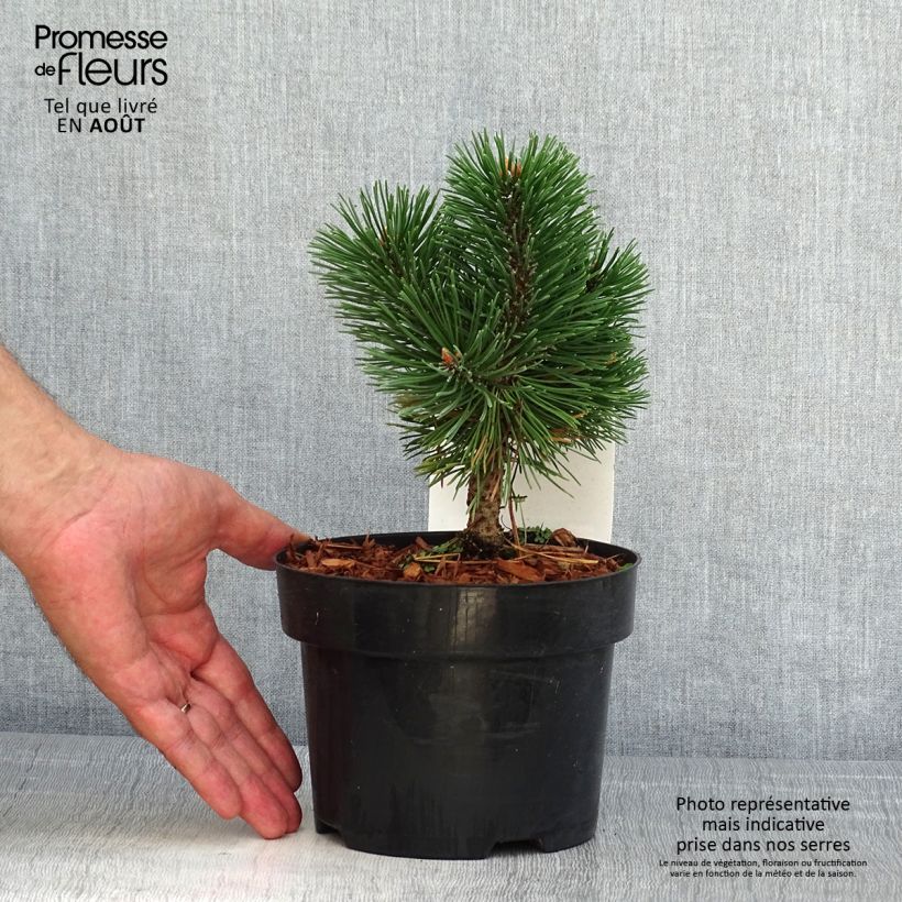 Pinus mugo Mumpitz - Dwarf Mountain Pine 2L/3L pot sample as delivered in summer