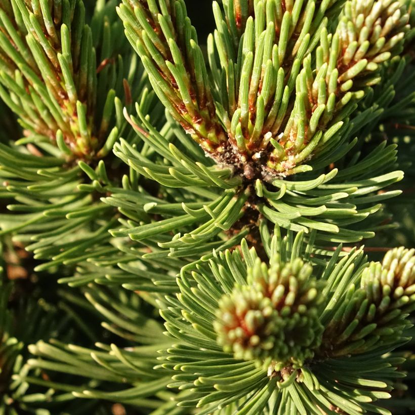 Pinus mugo Sherwood Compact - Dwarf Mountain Pine (Foliage)
