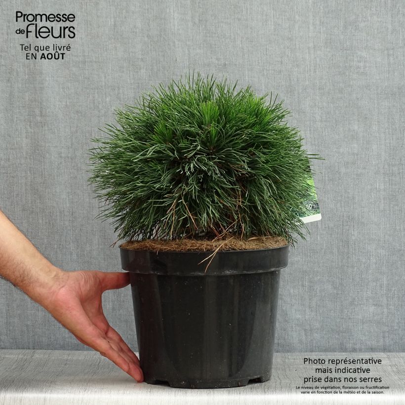 Pinus mugo Varella - Dwarf Mountain Pine 7.5L/10L pot sample as delivered in summer