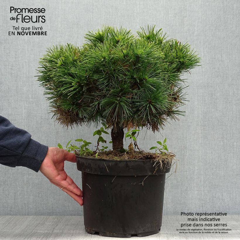 Dwarf Weymouth Pine - Pinus strobus Minuta 7.5L/10L pot sample as delivered in autumn