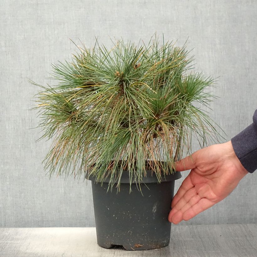 Pinus strobus Radiata - Eastern White Pine sample as delivered in spring