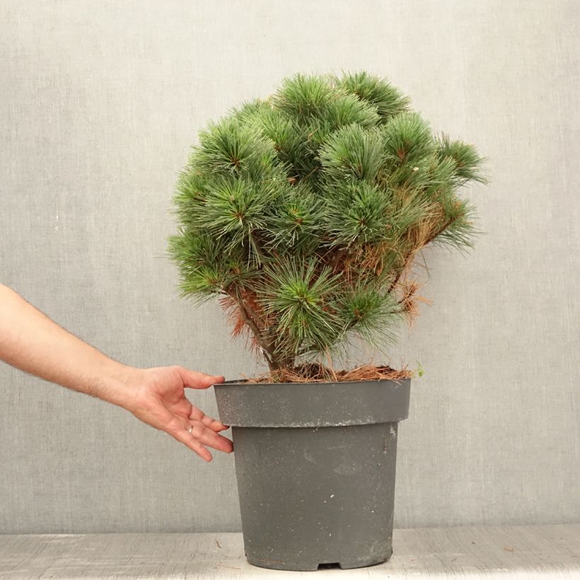 Pinus strobus Secrest - Eastern White Pine Each sample as delivered in summer