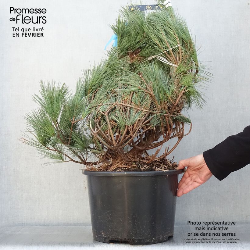 Pinus strobus Secrest - Eastern White Pine sample as delivered in winter