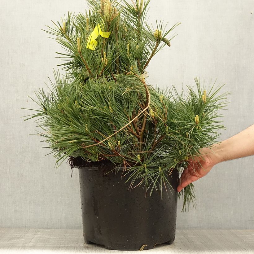 Pinus strobus Secrest - Eastern White Pine EachShipped height around 50/60cm sample as delivered in spring