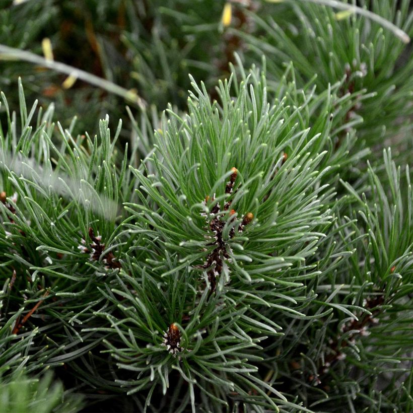 Pinus mugo subsp. mugo - Dwarf Mountain Pine (Foliage)