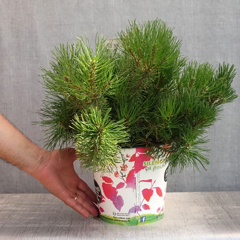Pinus mugo subsp. mugo - Dwarf Mountain Pine 4L/5L pot sample as delivered in summer